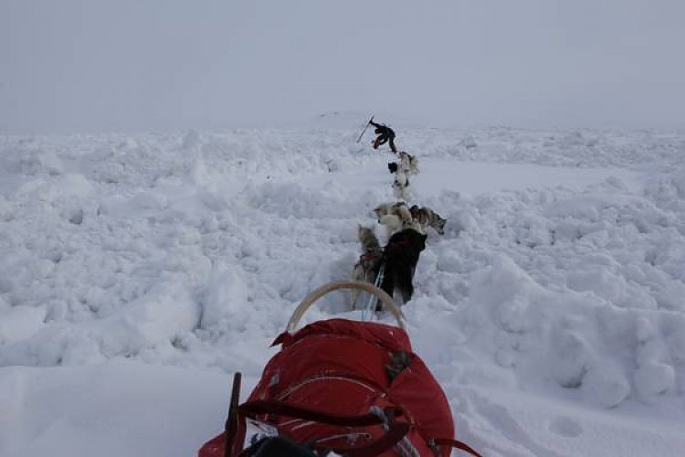 Geprügelte Hunde